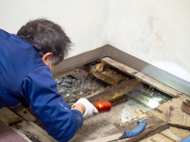 Best Best Mold Removal Companies  in Louise, TX