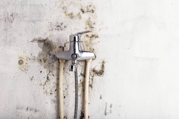 Best Affordable Mold Removal  in Louise, TX