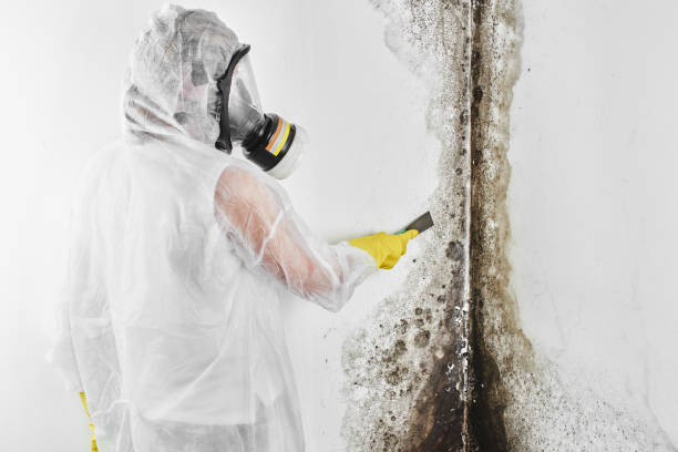 Best Mold Removal Company Near Me  in Louise, TX