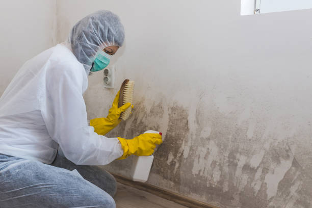 Best Affordable Mold Removal  in Louise, TX