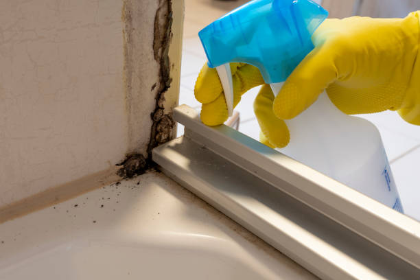 Best Home Mold Removal  in Louise, TX