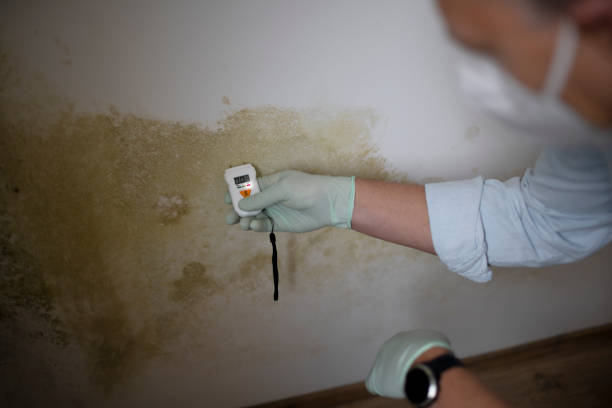 Best Affordable Mold Removal  in Louise, TX