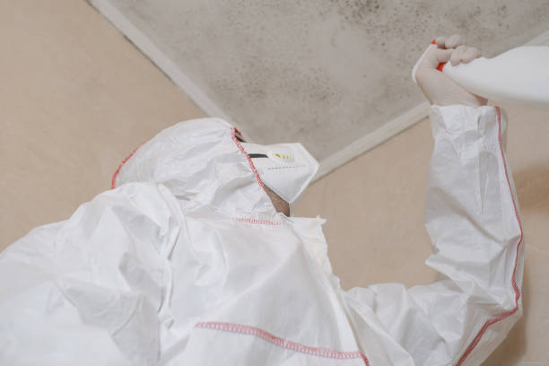 Certified Mold Removal in Louise, TX