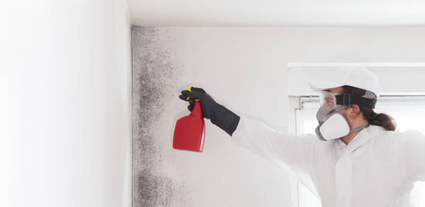 Certified Mold Removal in Louise, TX