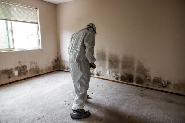 Best Fast Mold Removal  in Louise, TX