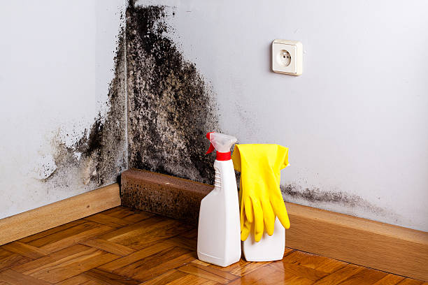 Best Attic Mold Removal  in Louise, TX