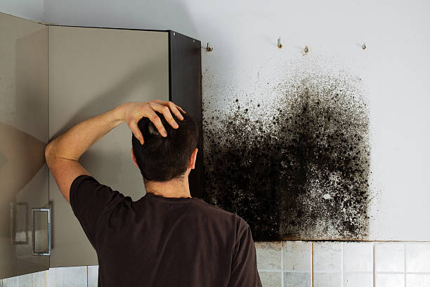 Trusted Louise, TX Mold Removal Experts