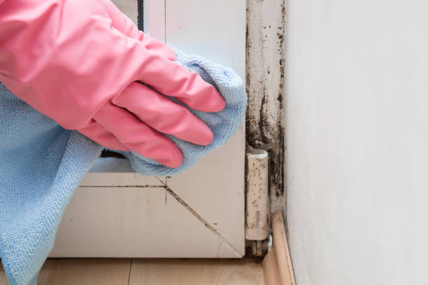 Best Mold Removal Company Near Me  in Louise, TX