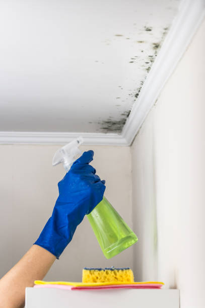 Best Same-Day Mold Removal  in Louise, TX